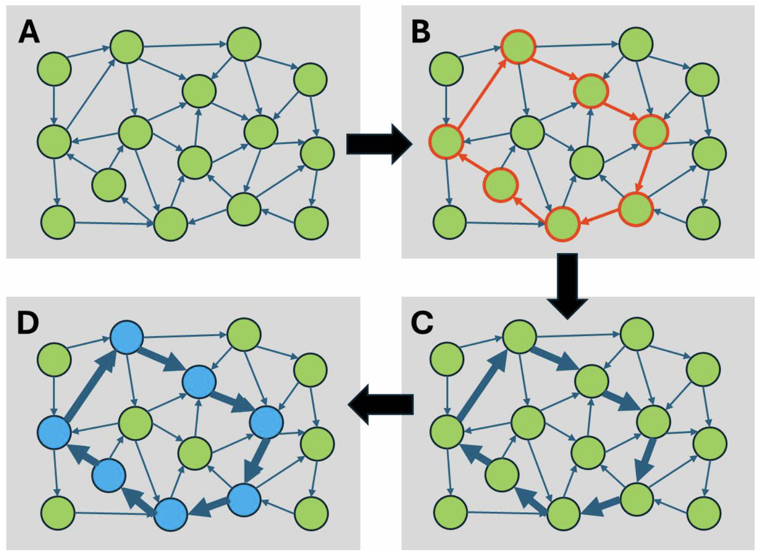 Figure 2. Memory formation and storage. A. Highly simplified schematic diagram of a neuronal network. Green circles represent neurons. Arrows indicate axons, neurites that form connections (synapses) with other neurons. B. A sensory stimulus activates a subset of the neurons (red outlines), which increases the frequency with which they fire action potentials or spikes. These short (1 millisecond) electrical pulses travel down the axons (represented by the arrows) which terminate on dendritic spines (Fig. 1E). When an action potential arrives at the axon terminal it releases the excitatory transmitter glutamate, which then excites the downstream neuron and the process repeats itself. If the subset of neurons forms a loop, as shown, activity can reverberate for some time. This constitutes a form of short-term memory. C. If the synaptic activity reaches a high enough level, the synaptic connections will get strengthened. This is indicated by the increased width of the arrows. The increase in strength can be induced on the time scale of seconds, but it can last hours or days. This process of activity-induced synaptic strengthening is termed long-term potentiation (LTP) and is considered to provide a molecular and cellular basis for long-term memory. D. The memories encoded by LTP in a subset of neurons can be further stabilized by the process of memory consolidation, in which a program of gene expression is induced that results in the upregulation of proteins involved in synaptic function. Nuclear structure is altered: the chromatin (Fig. 1G) that packages genomic DNA and controls its accessibility undergoes long-term modifications, some of which can last a lifetime. This long-lasting change in both structure and function is indicated by the blue colored neurons in the schematic network. They form a memory trace or engram.