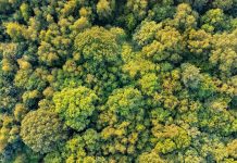 Top down aerial view of deciduous trees in forest, Cannock Chase, Staffordshire, England, UK, labour commitment to biodiversity