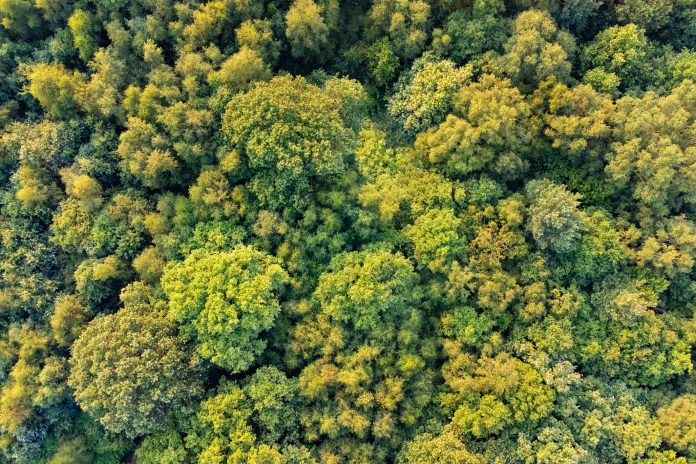 Top down aerial view of deciduous trees in forest, Cannock Chase, Staffordshire, England, UK, labour commitment to biodiversity