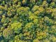 Top down aerial view of deciduous trees in forest, Cannock Chase, Staffordshire, England, UK, labour commitment to biodiversity