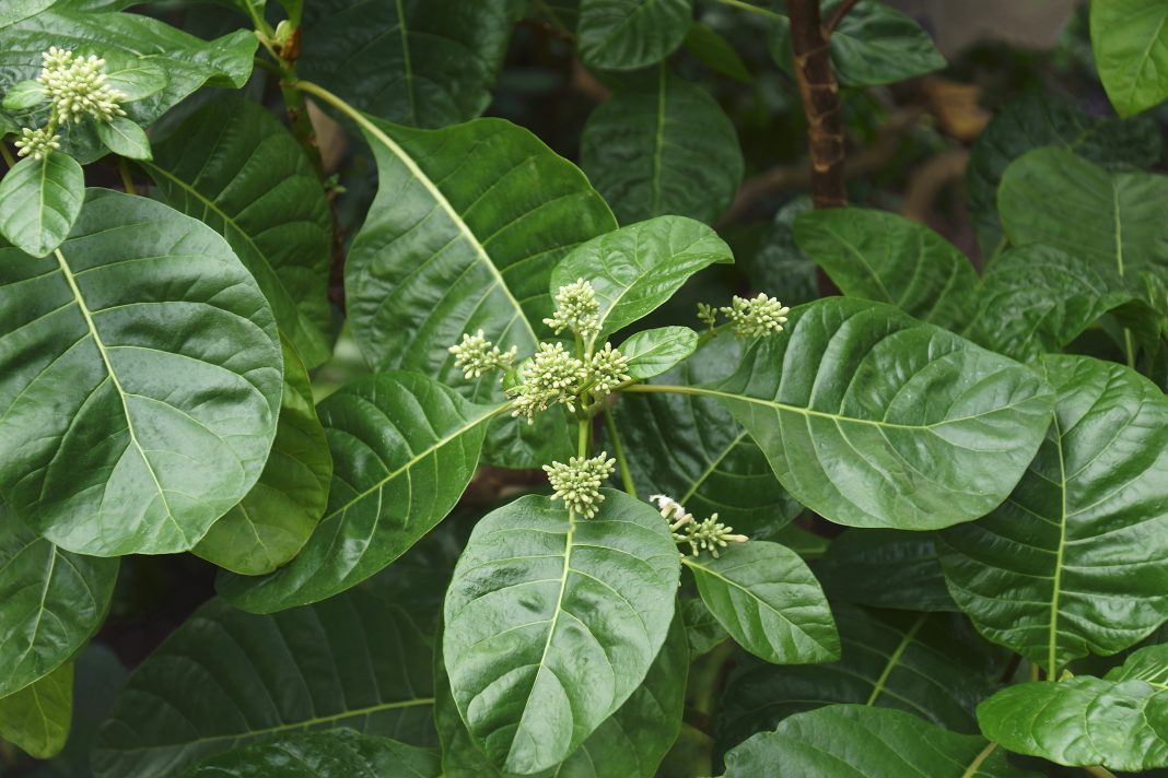 Cinchona (Cinchona officinalis). Called Fever tree also