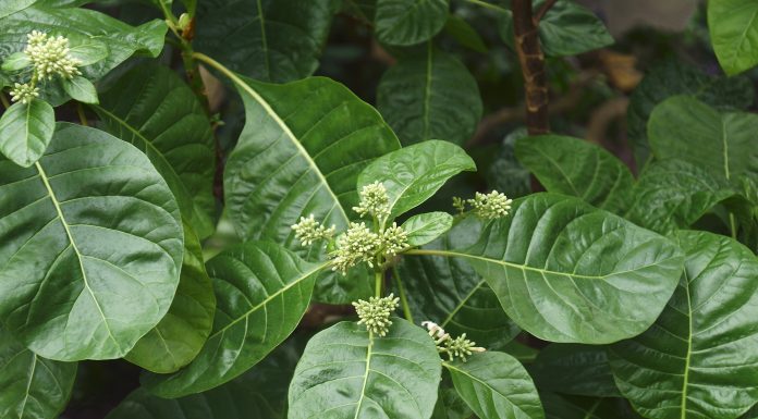 Cinchona (Cinchona officinalis). Called Fever tree also