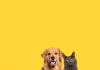 Happy sitting and panting Golden retriever dog and blue Maine Coon cat looking at camera, Isolated on yellow stock photo