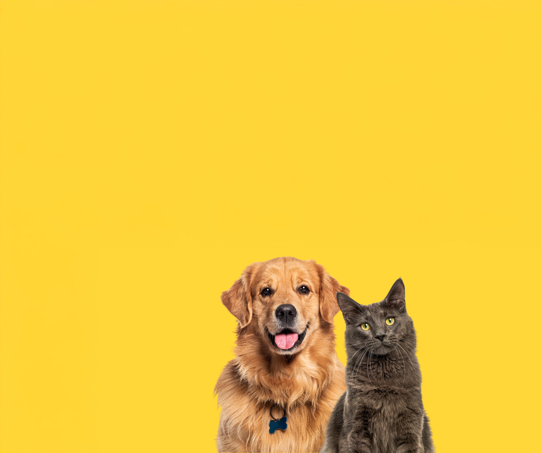 Happy sitting and panting Golden retriever dog and blue Maine Coon cat looking at camera, Isolated on yellow stock photo