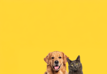 Happy sitting and panting Golden retriever dog and blue Maine Coon cat looking at camera, Isolated on yellow stock photo