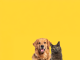 Happy sitting and panting Golden retriever dog and blue Maine Coon cat looking at camera, Isolated on yellow stock photo