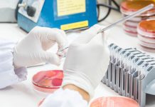 Close up on hand medical technicians working on bacterial culture and drug resistance of pathogens in laboratory.