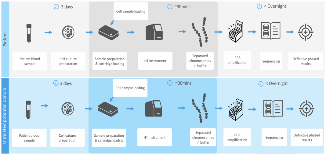 FIGURE 1 shows the basic steps required to obtain genetic phase or haplotyping for the HLA system in a potential bone marrow transplant recipient without resorting to family studies. Studies to date have shown superior outcomes in haplotype-matched recipient/donor pairs compared to those matched for individual alleles at multiple HLA loci. (Kitcharoen, Petersdorf, Maskalana)