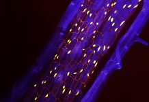 Section of a plant root showcasing the periderm and its carbon-capturing phellem cells. Credit: Salk Institute