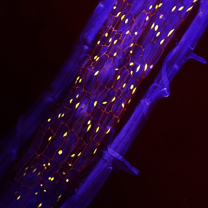 Section of a plant root showcasing the periderm and its carbon-capturing phellem cells. Credit: Salk Institute