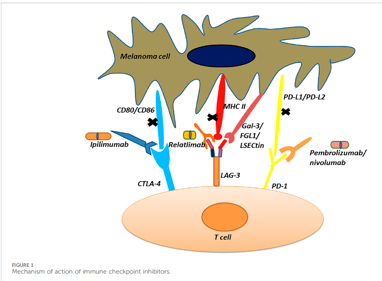 Figure 2: Mechanism of action of immune checkpoint inhibitors” (adapted from Su 2024) (8)