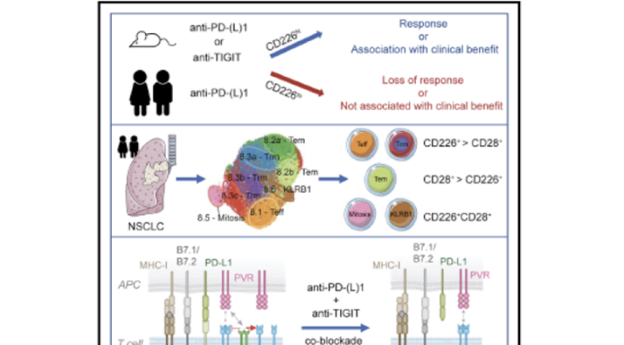 Figure 1: Anti-TIGIT and Anti-PD-1 antibody synergistically effect anti-tumor response through CD226 (adapted from Banta et al 2022) (5)