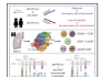 Figure 1: Anti-TIGIT and Anti-PD-1 antibody synergistically effect anti-tumor response through CD226 (adapted from Banta et al 2022) (5)