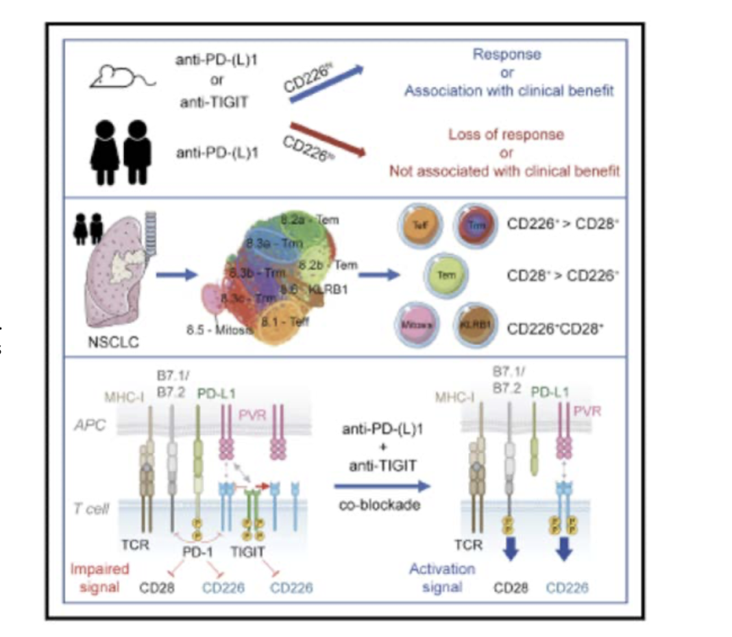 Figure 1: Anti-TIGIT and Anti-PD-1 antibody synergistically effect anti-tumor response through CD226 (adapted from Banta et al 2022) (5)