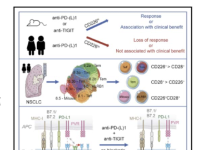 Figure 1: Anti-TIGIT and Anti-PD-1 antibody synergistically effect anti-tumor response through CD226 (adapted from Banta et al 2022) (5)