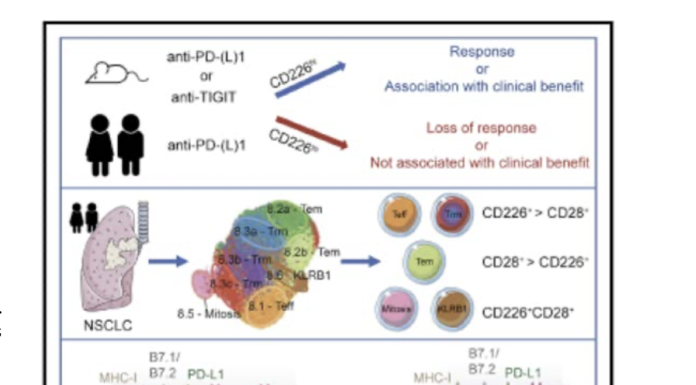 Figure 1: Anti-TIGIT and Anti-PD-1 antibody synergistically effect anti-tumor response through CD226 (adapted from Banta et al 2022) (5)