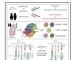 Figure 1: Anti-TIGIT and Anti-PD-1 antibody synergistically effect anti-tumor response through CD226 (adapted from Banta et al 2022) (5)