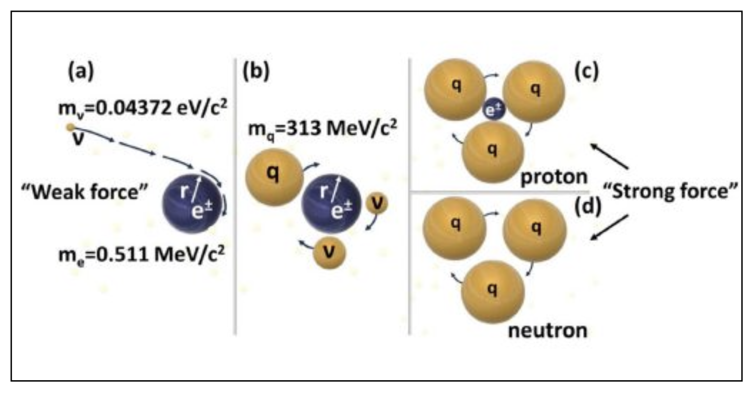 Figure 4 The catalytic mechanism of hadronization (or baryogenesis) leading to the formation of a proton or neutron: When a neutrino meets an electron (a) then the huge (by neutrino standards) electron mass accelerates gravitationally the neutrino to highly relativistic speeds and thus a W- boson (which is a rotating ν-e± pair) is formed. (b) where, according to Einstein’s special relativity (SR) its mass increases dramatically and reaches the quarks (q) mass range. (c) three such fast rotating quarks (i.e. relativistic neutrinos) form a proton; (d) if the positron leaves, then a neutron is formed.