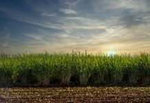 Sugar cane plantation sunset