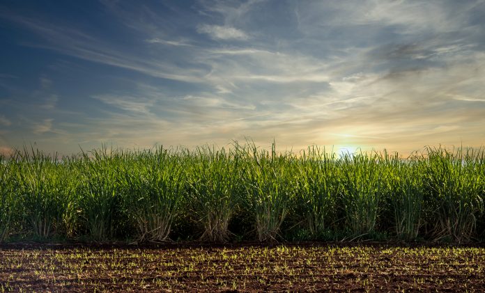 Sugar cane plantation sunset