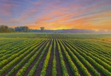 Healthy young soybean crop in field at dawn.