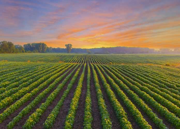 Healthy young soybean crop in field at dawn.