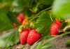 Fresh organic strawberry