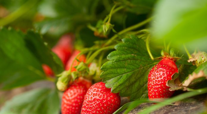 Fresh organic strawberry