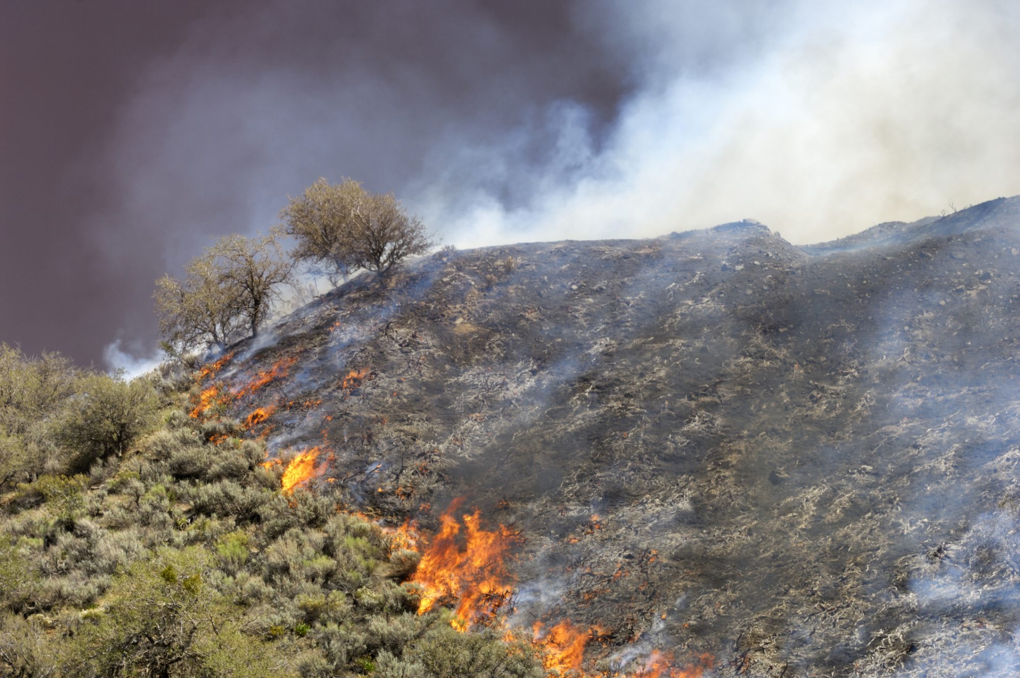 Innovative Forest Management Strategies to Mitigate Wildfire Risks: Insights from a New Study