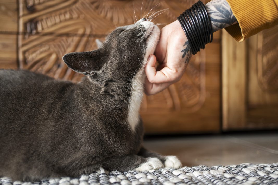 Close-up of a loving owner scratching her adorable cat's neck on a living room floor at home