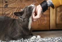 Close-up of a loving owner scratching her adorable cat's neck on a living room floor at home