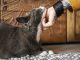 Close-up of a loving owner scratching her adorable cat's neck on a living room floor at home