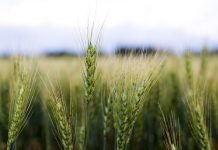 Grain head of wheat, triticum, triticeae plant against field background