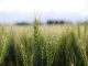 Grain head of wheat, triticum, triticeae plant against field background