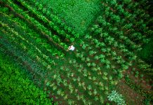 Drone shot depicting a top down aerial view of one man working outdoors in a vegetable garden. There are many different vegetable patches, creating abstract patterns and lines from above.