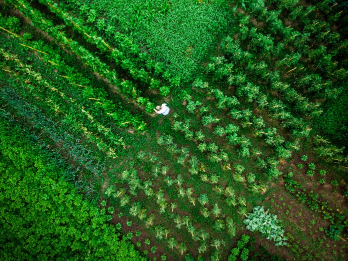 Drone shot depicting a top down aerial view of one man working outdoors in a vegetable garden. There are many different vegetable patches, creating abstract patterns and lines from above.