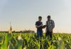 Male farmer and agronomist using digital tablet while examining green corn plants in agricultural field