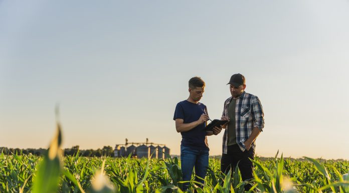 Male farmer and agronomist using digital tablet while examining green corn plants in agricultural field