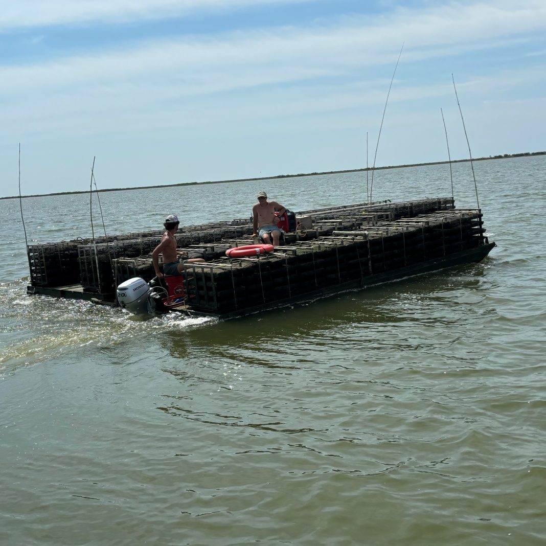 Shellevator® transport of 400,000 oysters to a new area 10km away. The voyage took two hours and used 10L of fuel