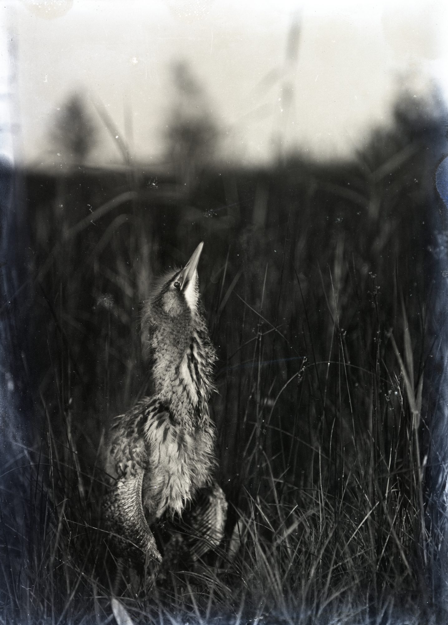 Image 2: Emma Louisa Turner, Photograph of a Young Bittern, 1911. Image scanned from a glass plate. Copyright Emma Turner Archives, British Trust for Ornithology.